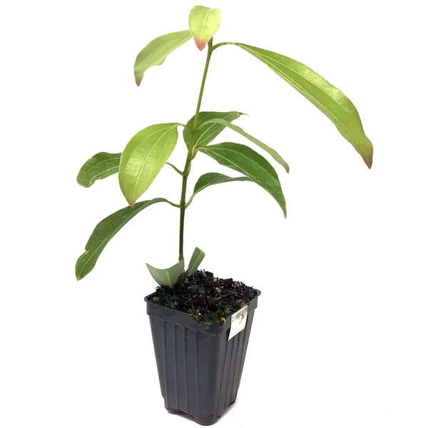 Cinnamon Tree Live Plant - Cinnamomum zeylanicum - Wellspring Gardens Starter Plant