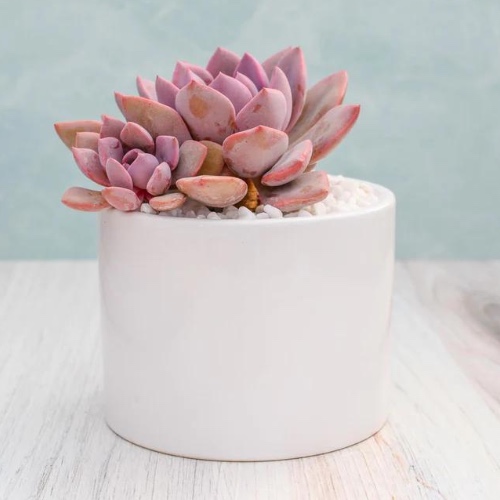 Echeveria Succulent