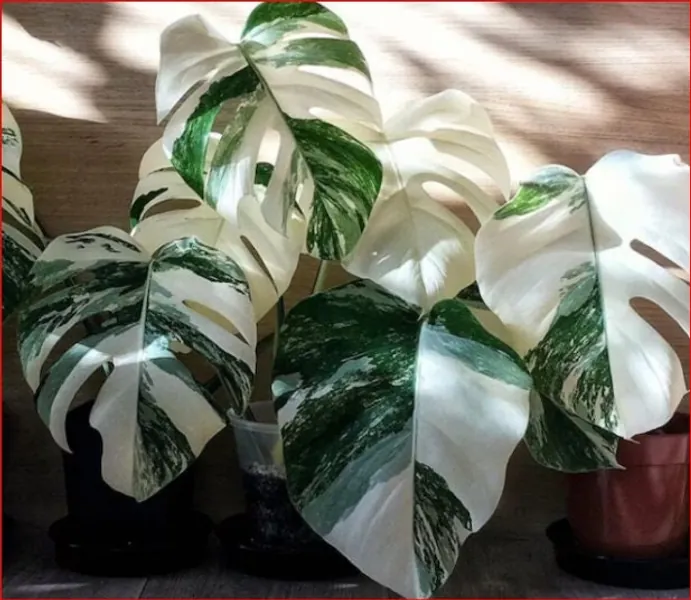 Monstera Albo Borsigiana White Tiger Deliciosa Variegated Single Node Cutting Wet Stick