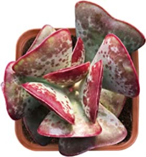 2" Adromischus triflorus 'Calico Hearts', House Plant
