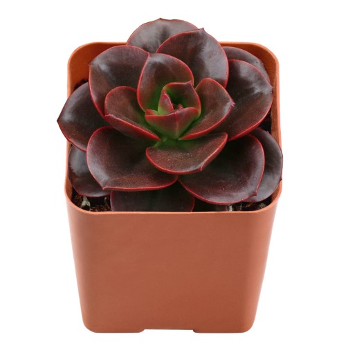 Echeveria 'Melaco', Mini House Plant 