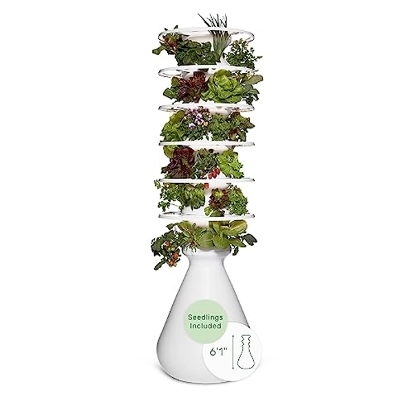 Lettuce Grow Farmstand Starter Kit with Glow Rings and Seedlings Included | 36 Plant Hydroponic Growing System Kit | Vertical Garden Planter Tower with 36 Pre-Grown Plants | 6ft 1in Tall