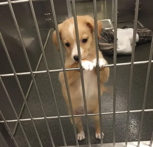 help me donate to my local animal shelter <3