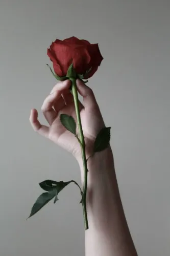 💌 Secret Admirer | Rose 💌