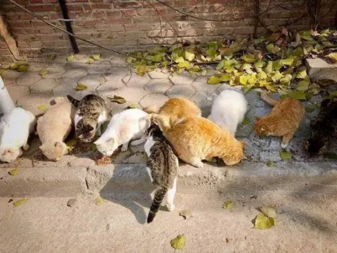 adopt stray cats