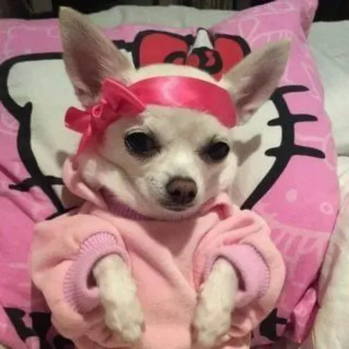 Vtuber model donos !