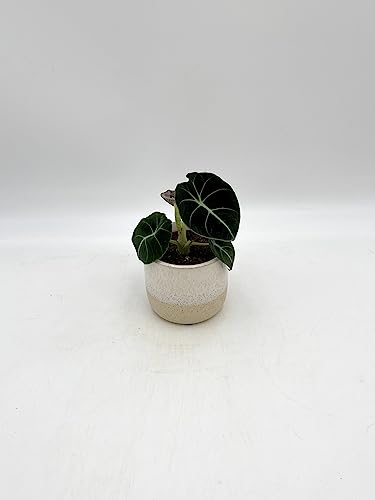 Alocasia Black Velvet, Ninja,Rare Plant, 6cm Pot, House Plant in The UK
