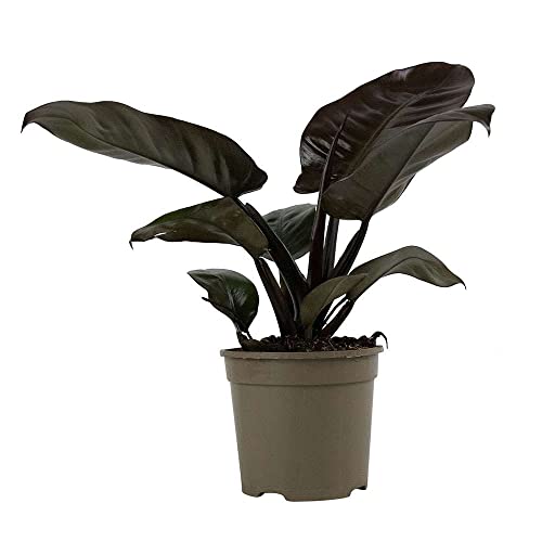 Plant Theory 26cm Philodendron Indoor Black Cardinal Foliage Houseplant 15cm Pot