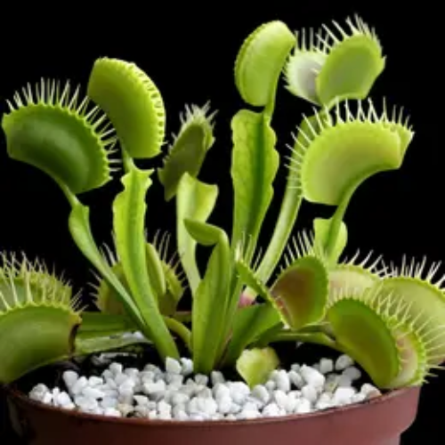 Jumbo Venus Fly Trap - Dionaea Muscipula in 12cm pot