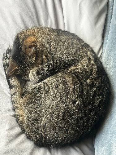 Kitty Cat Funds🐾😸