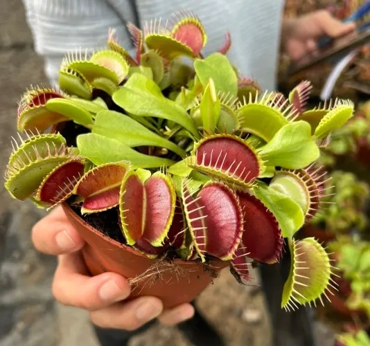 venus fly trap