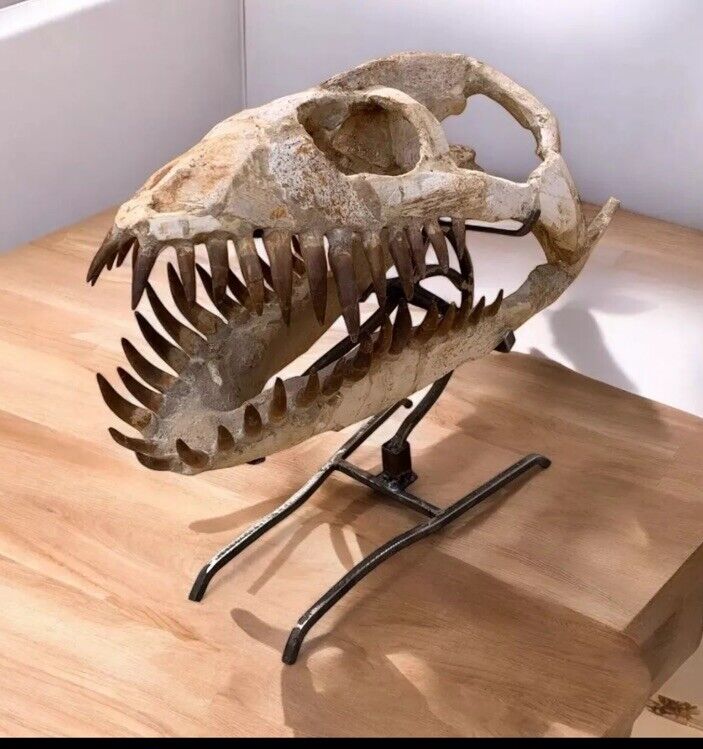 Plesiosaurus skull