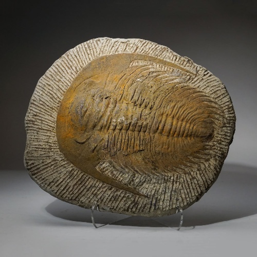 Genuine Trilobite (Ptychopariida) Fossil on Matrix (13.4 lbs)