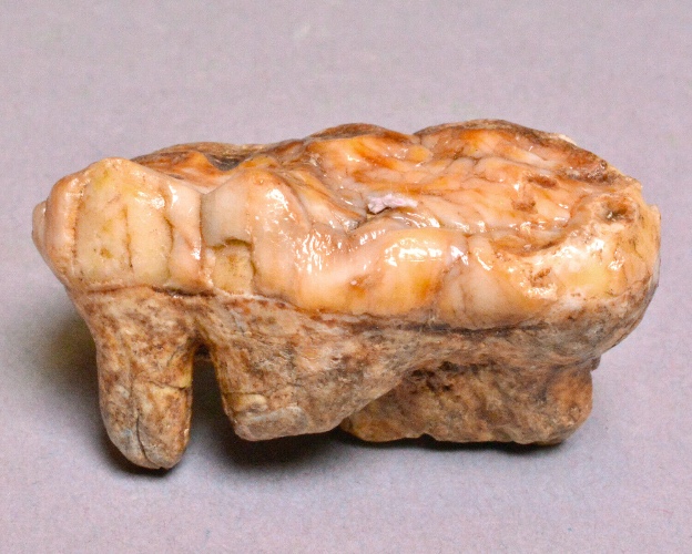 Fossil cave bear tooth