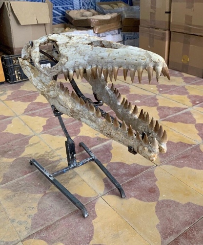 Mosasaur Skull