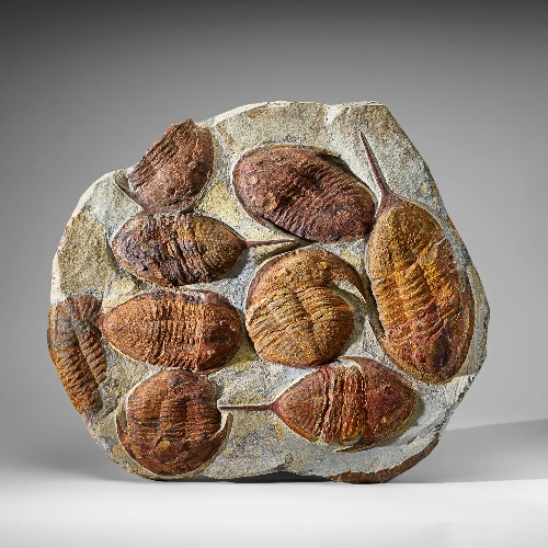 Genuine Cluster Trilobite (Ptychopariida) Fossil on Matrix - TRI11