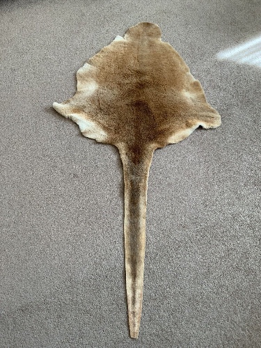 Kangaroo Skin