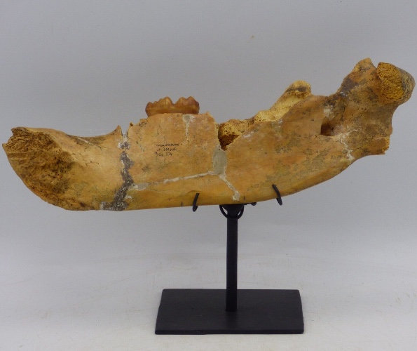 Fossil Cave Bear Jaw