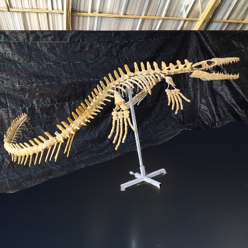 Mosasaur full skeleton Fossil