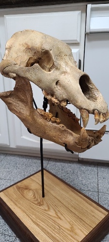 Cave Bear Skull