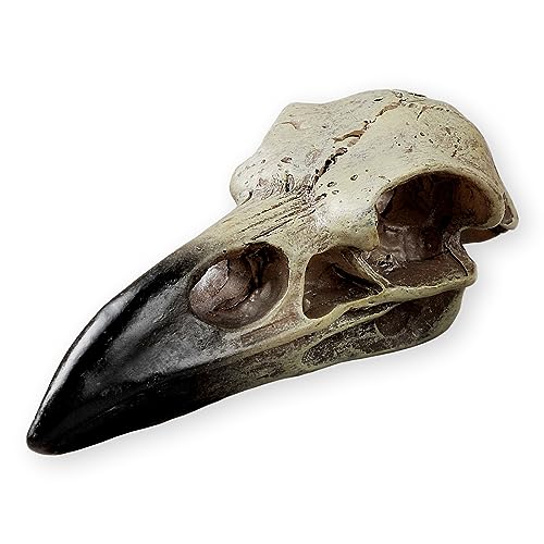 Raven Skull Statue