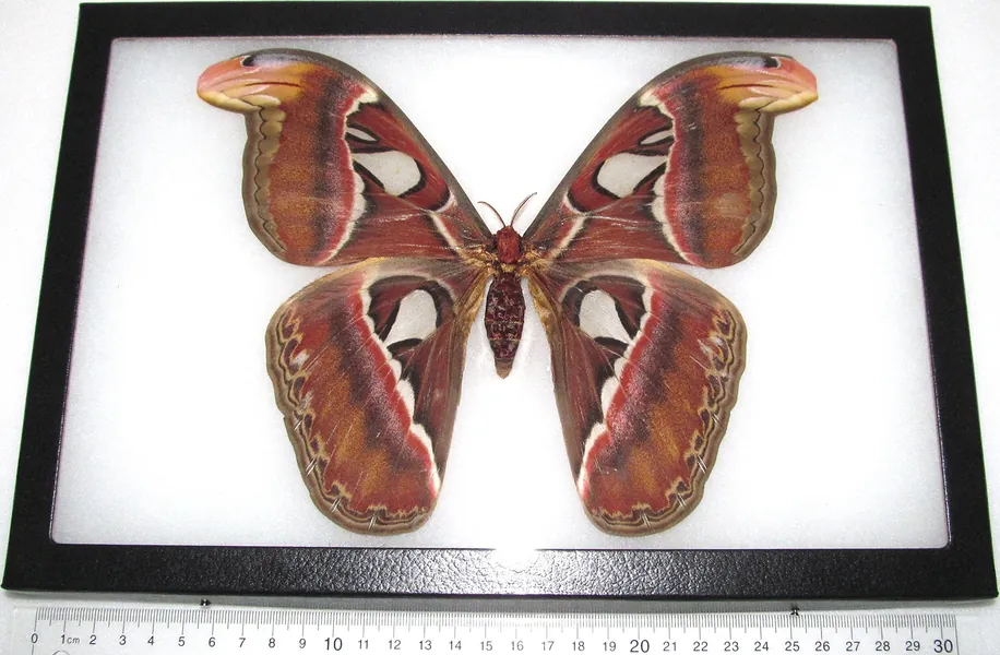 BicBugs Attacus Atlas Moth Female Real Framed Indonesia 12IN X 8IN Frame! - 