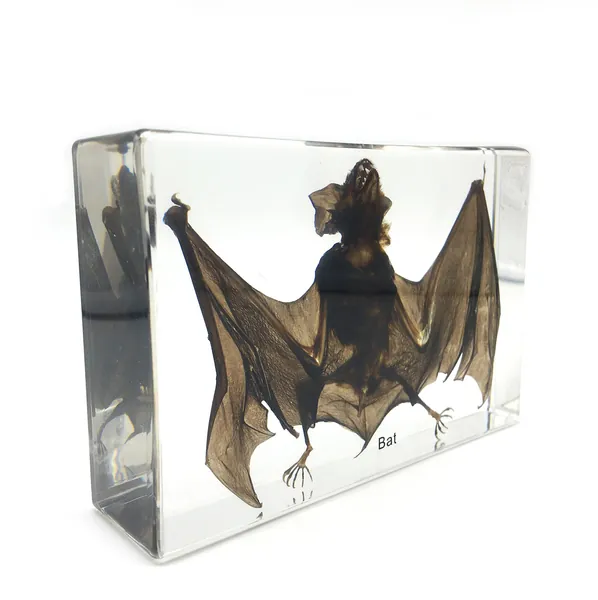 Taxidermy Real Bat Specimens Science Classroom Specimen for Science Education（5.3x3.5x1.4 Inch） - 
