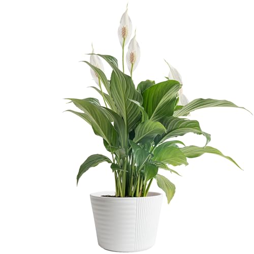 Costa Farms Peace Lily Plant, Live Indoor Houseplant with Flowers Potted in Indoors Garden Plant Pot, Air Purifying Potting Soil, Birthday, New House Gift, Home and Room Decor, 15-Inches Tall - Indoor Garden Plant Pot - 15-Inches Tall - Peace Lily - Plant