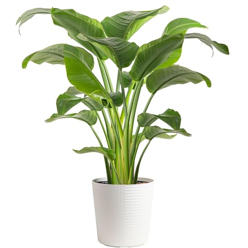 Costa Farms White Bird of Paradise, Strelitzia nicolai, Live Indoor Plant in Décor Planter Pot, Air-Purifying Tropical Houseplant, Housewarming Gift, Living Room, Office, and Home Decor, 2-3 Feet Tall - Modern Décor Planter - 3-4 Feet Tall - White Bird of Paradise - PLANT