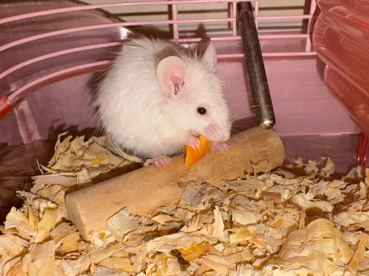 Stewarts cheezit’s