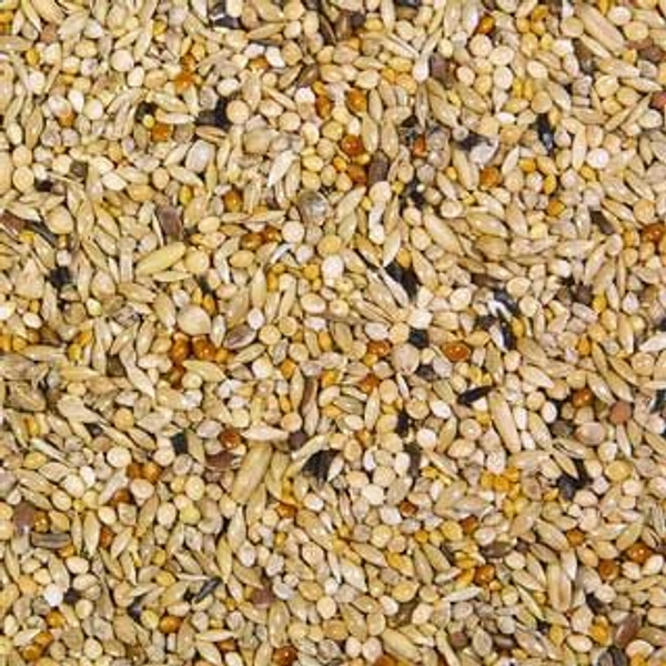 Wellensittich 2 - 1kg FWS2