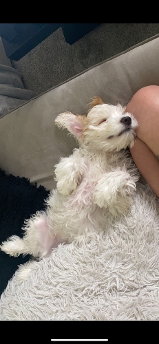 Leo’s Food, Treats, & Toys