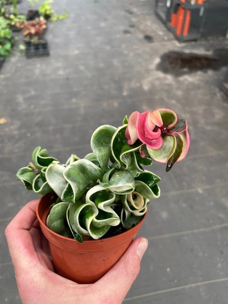 Hoya Compacta variegated “variegated Hindu rope” 4” pot (ALL PLANTS require you to purchase 2 plants!)