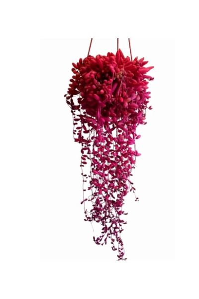 String of Ruby, Ruby Necklace, Othonna Capensis, Hanging Succulents, Long Stem Ruby Plant in 6-inch pot