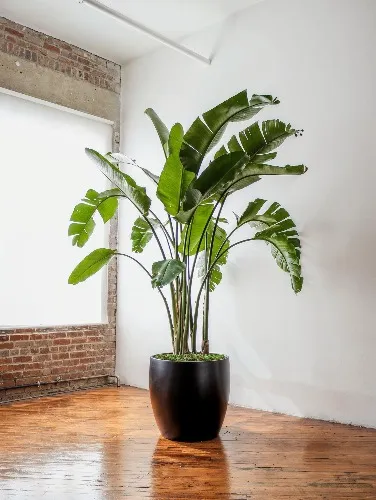 5-6 ft. White Bird of Paradise Tree, Strelitzia Nicolai