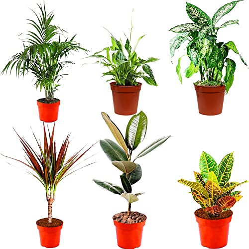 Indoor Plants Real, Mix of 6 House Plants in 12cm Pots, Real Plants to Grow in Your Office, Home, Bedroom, Kitchen and Living Room, Perfect for Clean Air, Delivered Next Day