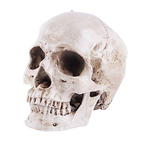 Life Size Replica Realistic Human Skull Head Bone Model Anatomy White Resin Skull High Precision Teaching Tool Halloween Decor