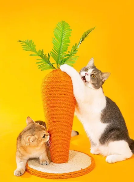 cat carrot!!!!