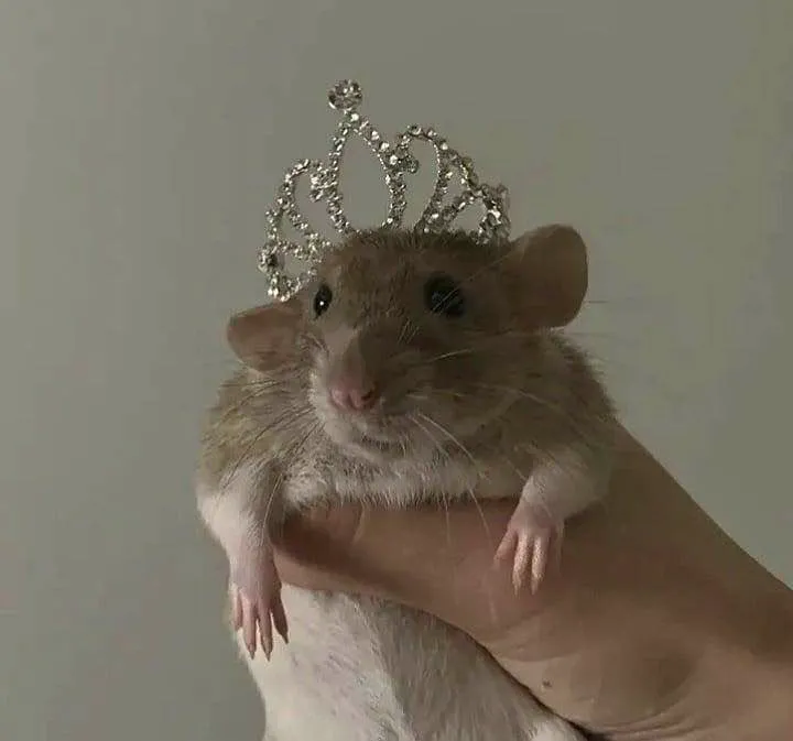 princess treatment ✧.*