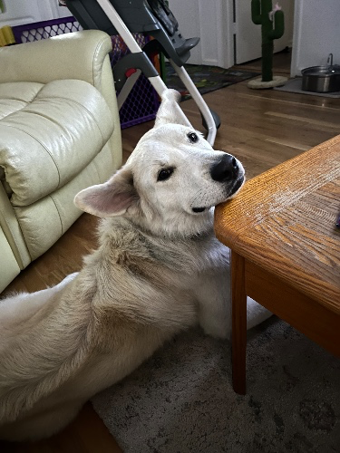 Ollie’s Monthly Food Box for Tex