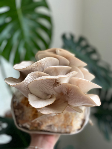 Tree Oyster Mushroom Grow Block