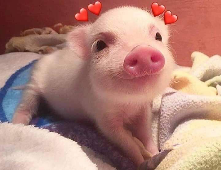 finsüb application 🐷