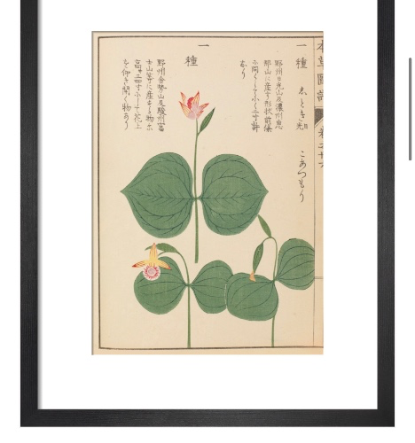 Dwarf Lady Slipper Framed