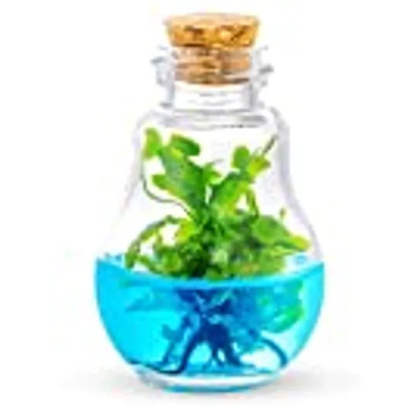 Venus Fly Trap, Grow Your Own Venus Flytrap in a 100% Self Sustaining Glass Terrarium, Maintenance Free, Easy to Grow, Healthy Growth Guarantee