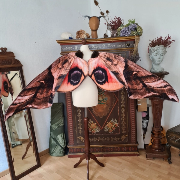 Great eyed hawk moth  Maxi 