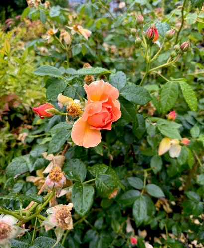 Afternoon at a botanical garden 