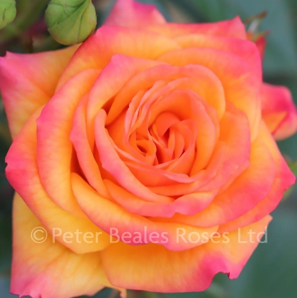 Redova (Climbing Rose)