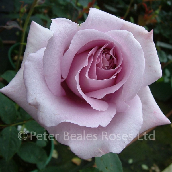 Blue Moon (Bush Rose)