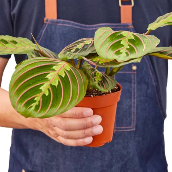 Maranta Red Prayer Plant