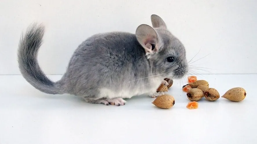 🍞🥖Alimenta a una Chinchilla 💕